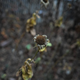 Image for article titled Field Notes: Grappling With the Sigma DP1 Quattro's Bizarre Shape